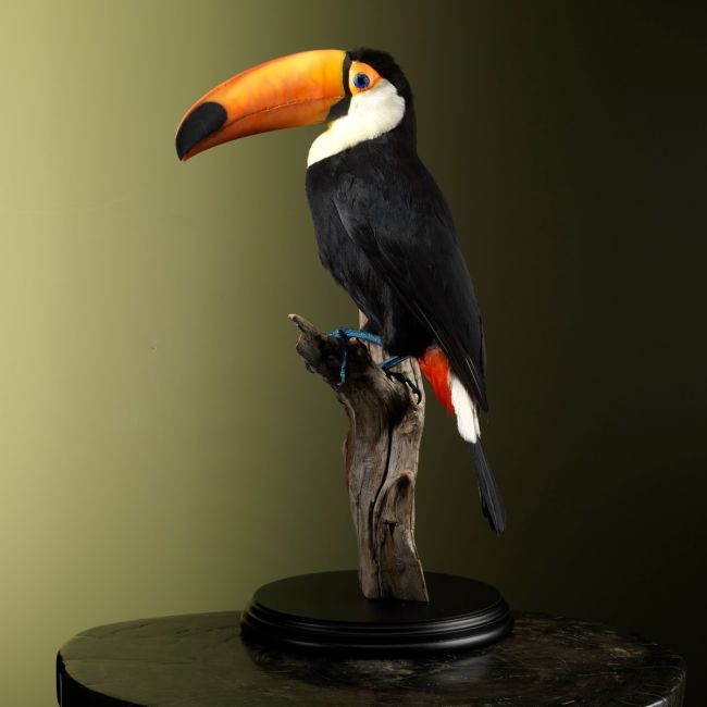 2843 Giant Toucan