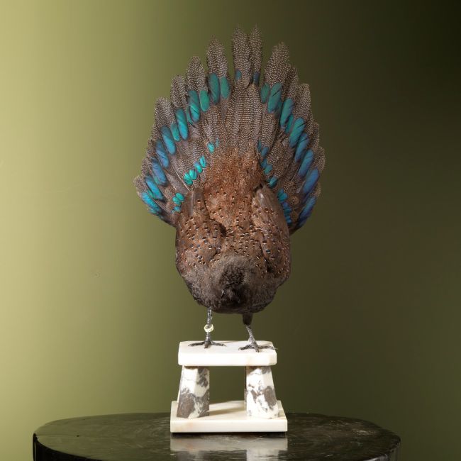 2853 Rothschild's Peacock Pheasant