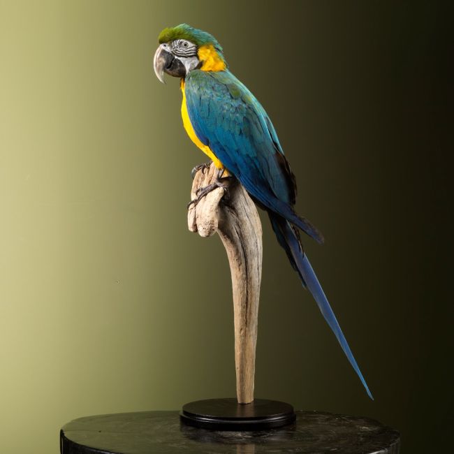 2854 Blue-Yellow Macaw