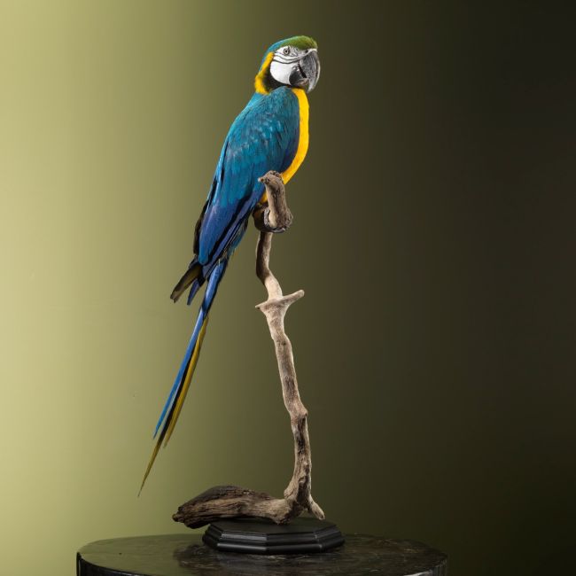 2855 Blue-Yellow Macaw