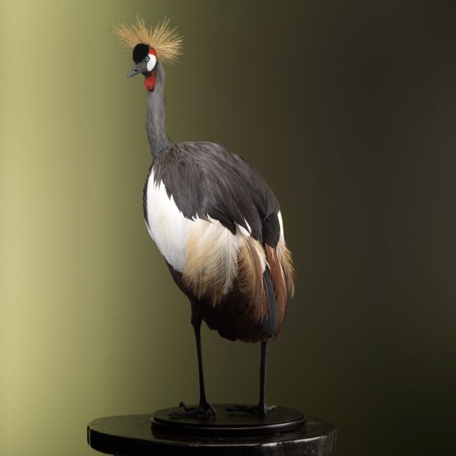 2860 Grey Crowned Crane