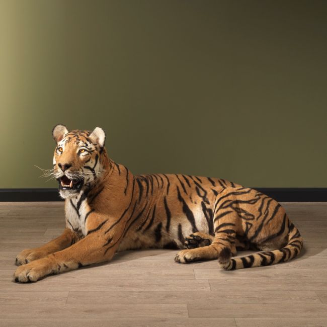 2862 Tiger Reclining