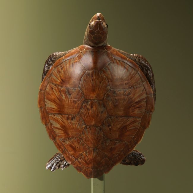 2866 Turtle Antique