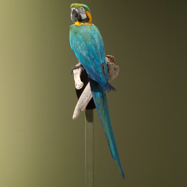 2867 Blue-Yellow Macaw