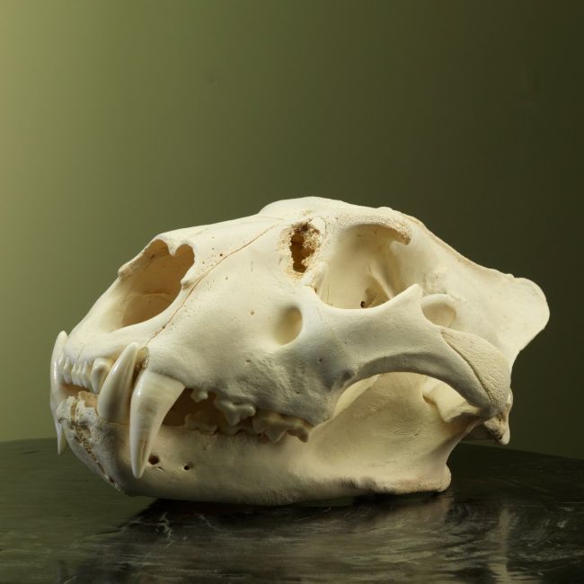 2898 Lion Skull