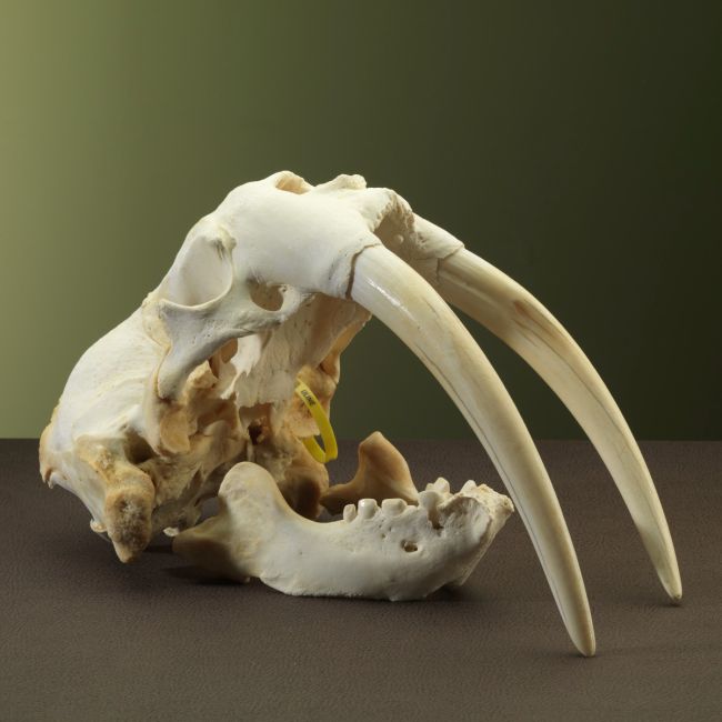 2901 Walrus Skull