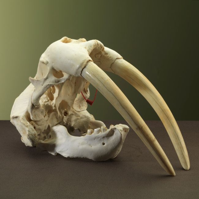 2902 Walrus Skull