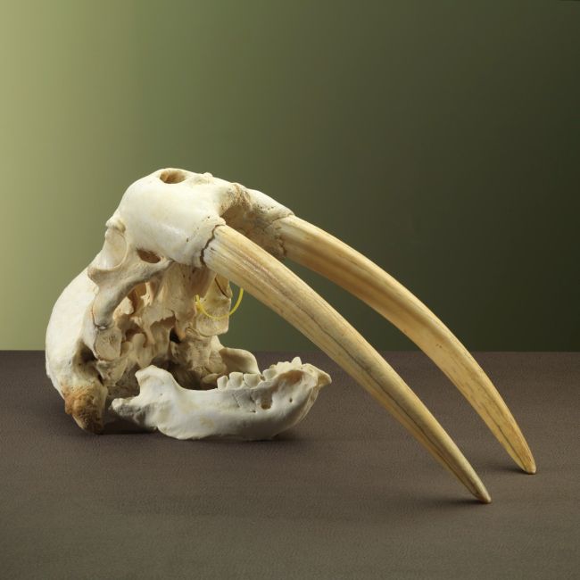 2903 Walrus Skull