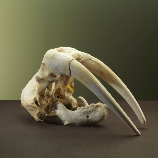 2904 Walrus Skull