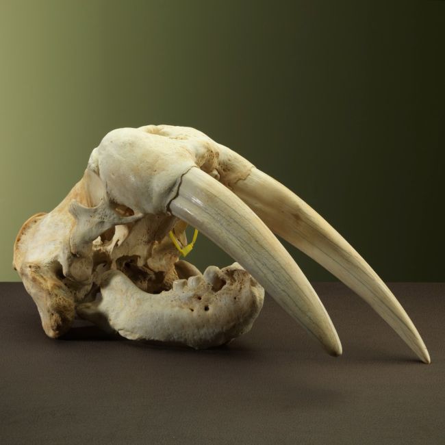 2905 Walrus Skull