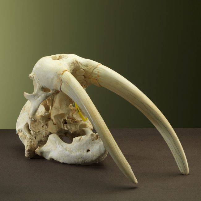 2906 Walrus Skull