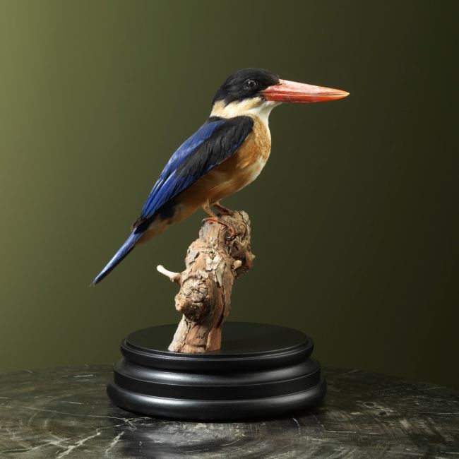 2909 Black-capped Kingfisher