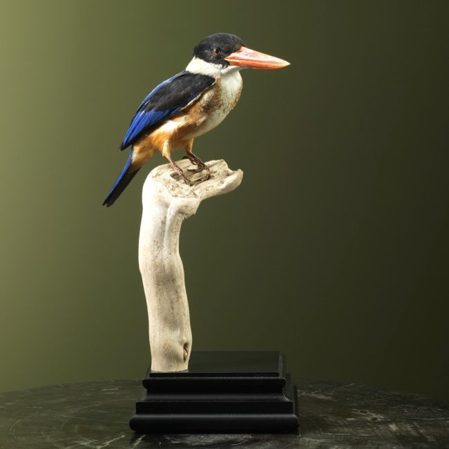 2910 Black-capped kingfisher