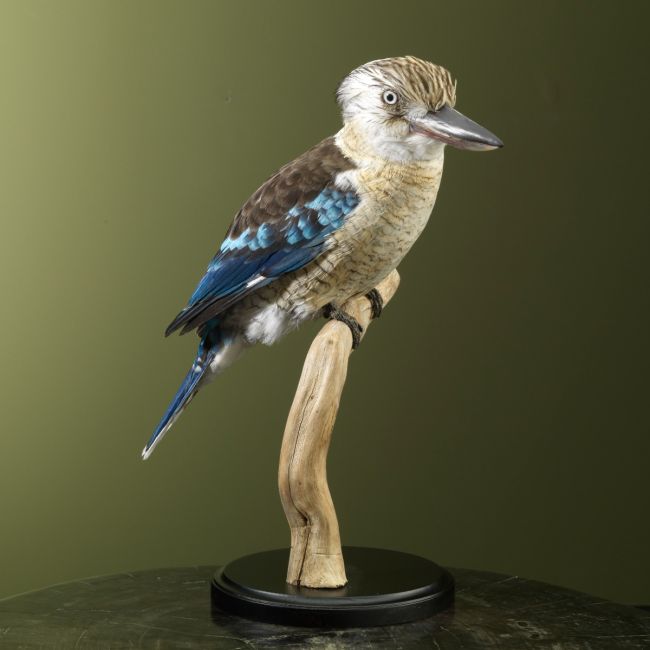 2925 Blue-winged kookaburra