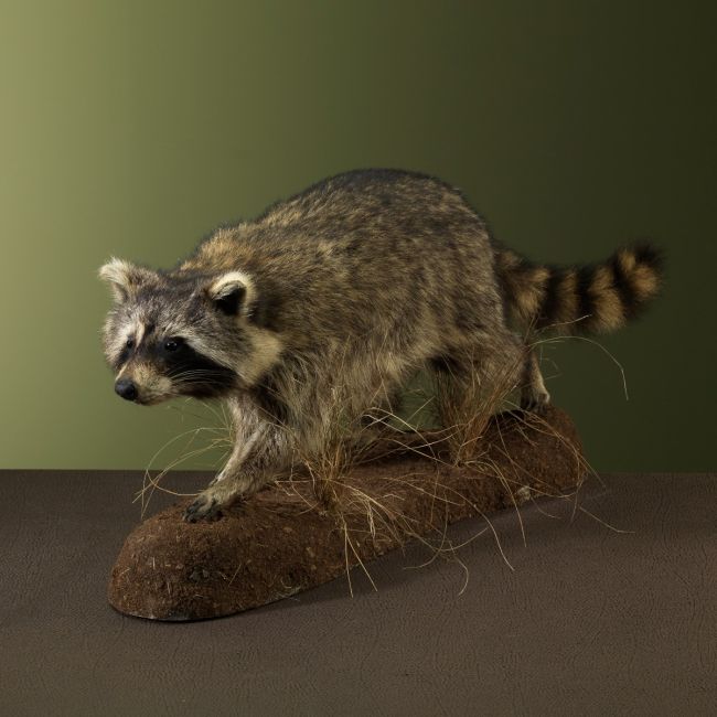 2956 Raccoon