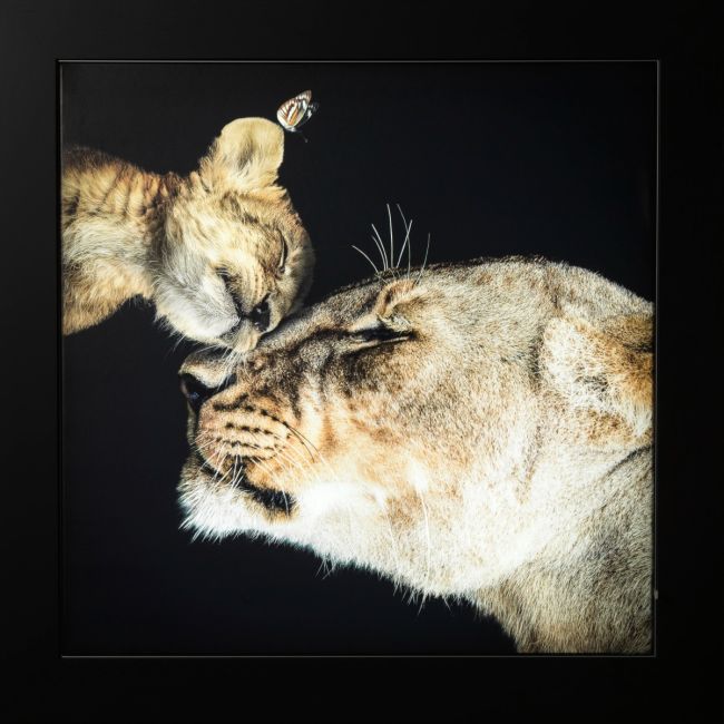 Light Painting Lioness