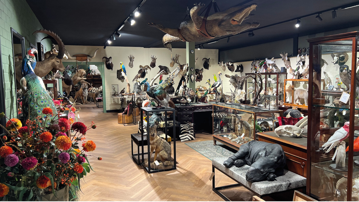 Taxidermy Shop By Max