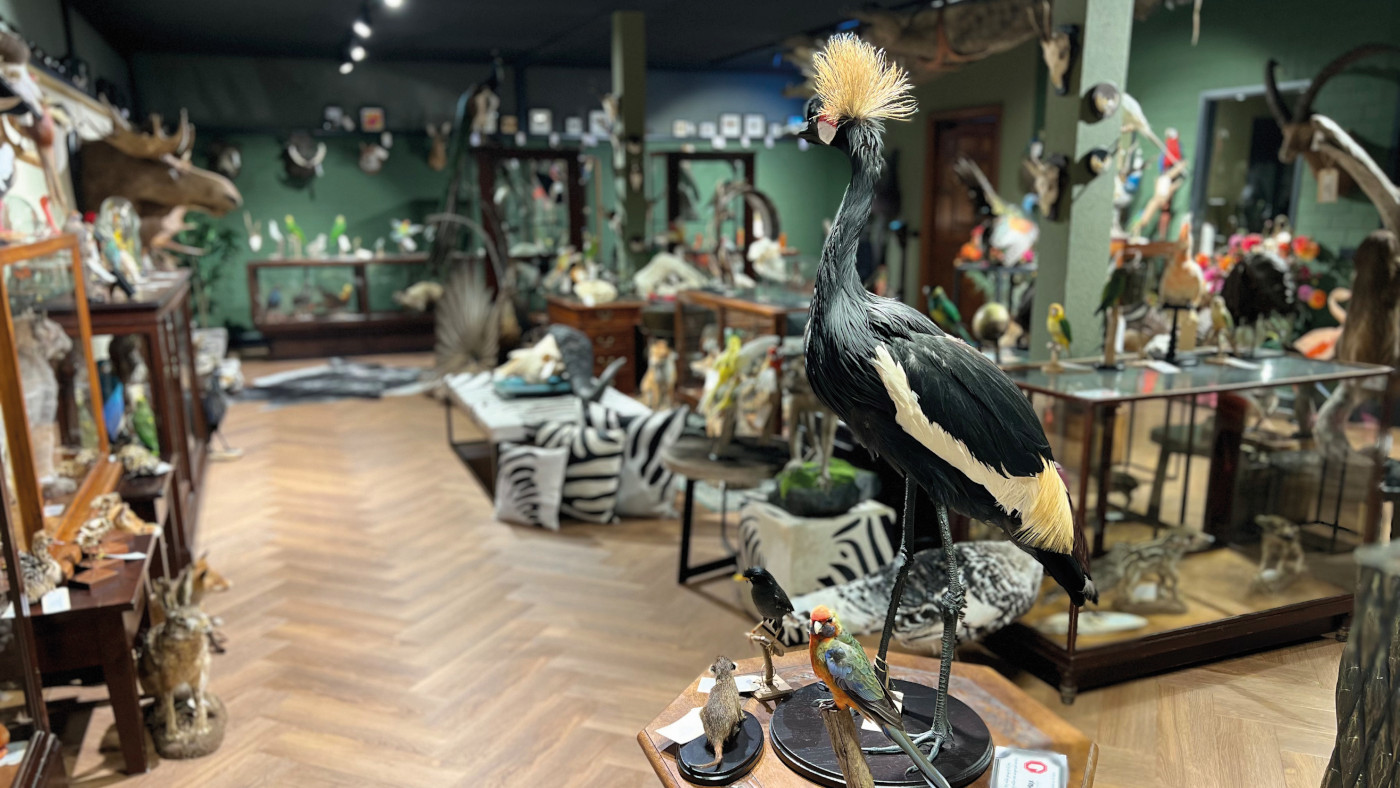 Taxidermy Shop By Max